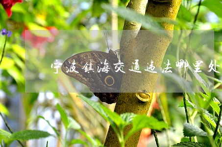 宁波镇海交通违法哪里处理