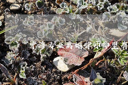 宁海专业离婚律师哪里有 宁海专业离婚律师哪里有