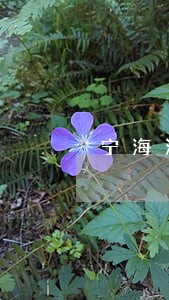 宁海法院关集体土地房屋的判决书 宁海法院关集体土地房屋的判决书