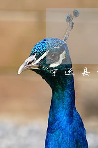 宁远县经济仲裁在线律师