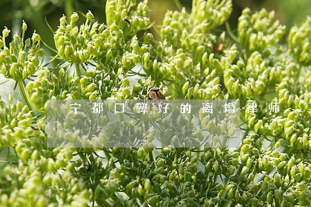 宁都口碑好的离婚律师 宁都口碑好的离婚律师