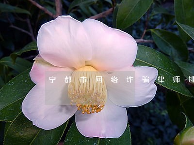 宁都市网络诈骗律师排名信誉保证