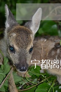 宁都离婚律师委托咨询 宁都离婚律师委托咨询