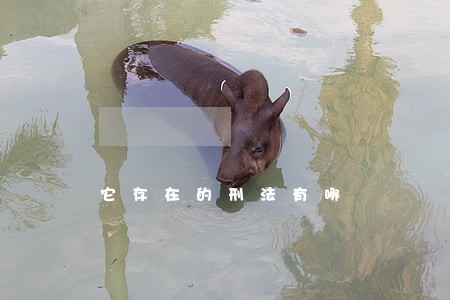 它存在的刑法有哪 它存在的刑法有哪