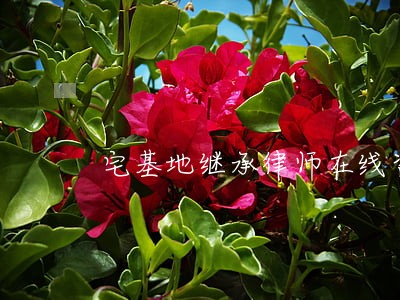 宅基地继承律师在线咨询