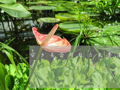 安乡县合同效力免费法律咨询热线 安乡县合同效力免费法律咨询热线