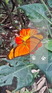 安全生产法规定安全生产中介机构