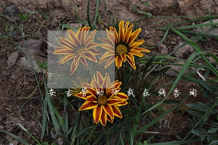 安吉劳动仲裁在线咨询 安吉劳动仲裁在线咨询