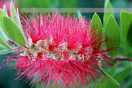安吉租赁逾期2天 安吉租赁逾期2天