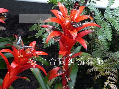 安宁合同纠纷律师 安宁合同纠纷律师