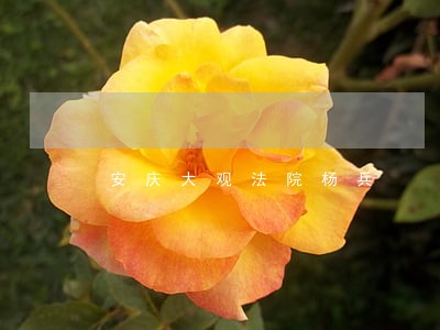 安庆大观法院杨兵