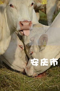 安庆市农业农村局法规科科长 安庆市农业农村局法规科科长