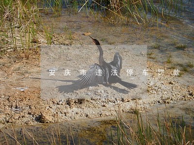 安庆市违法停车罚款 安庆市违法停车罚款