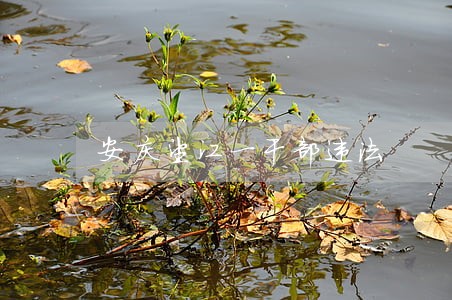 安庆望江一干部违法 安庆望江一干部违法