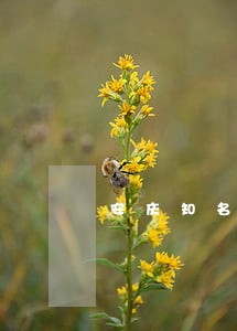安庆知名房地产律师 安庆知名房地产律师