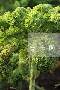 安庆网贷逾期退息退保二次分期 安庆网贷逾期退息退保二次分期