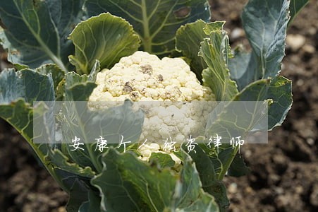 安康个人独资律师