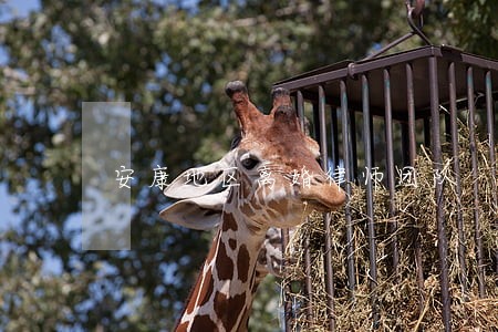 安康地区离婚律师团队 安康地区离婚律师团队