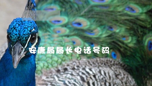 安康局局长电话号码 安康局局长电话号码