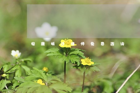 安康拆迁律师免费咨询