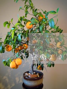 安徽2013年律师费收取标准 安徽2013年律师费收取标准