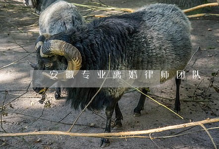 安徽专业离婚律师团队