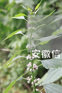 安徽信用卡逾期上征信吗