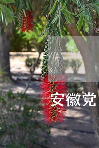 安徽党员律师在行动 安徽党员律师在行动