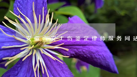 安徽六安工伤鉴定律师服务网站 安徽六安工伤鉴定律师服务网站