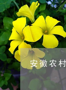 安徽农村信用社金农易贷卡逾期 安徽农村信用社金农易贷卡逾期