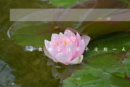 安徽农金信用卡逾期一天会怎么样 安徽农金信用卡逾期一天会怎么样