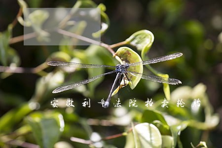 安徽利辛法院拍卖轮胎