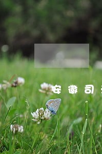 安徽司法副厅长 安徽司法副厅长
