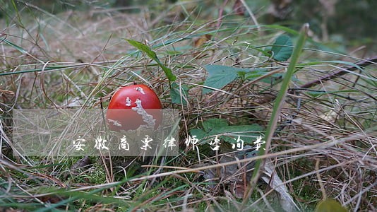 安徽商票律师咨询费 安徽商票律师咨询费