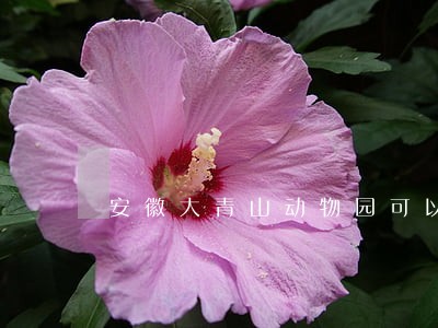 安徽大青山动物园可以违法停车吗