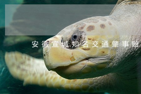安徽宣城知名交通肇事赔偿律师