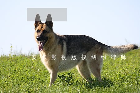 安徽影视版权纠纷律师 安徽影视版权纠纷律师