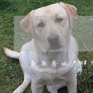 安徽房地产律师排行 安徽房地产律师排行