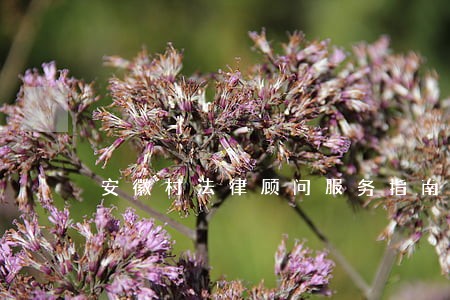 安徽村法律顾问服务指南 安徽村法律顾问服务指南