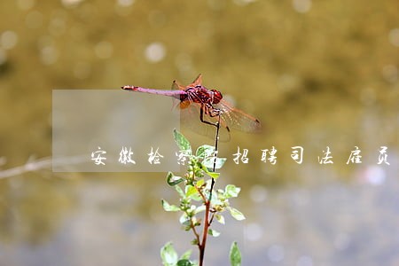 安徽检察院招聘司法雇员 安徽检察院招聘司法雇员