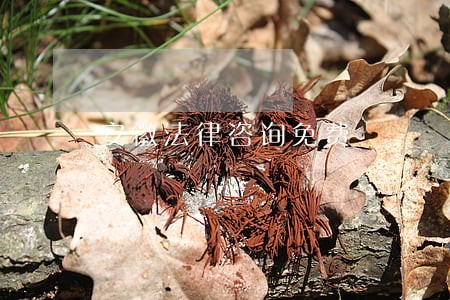 安徽法律咨询免费 安徽法律咨询免费