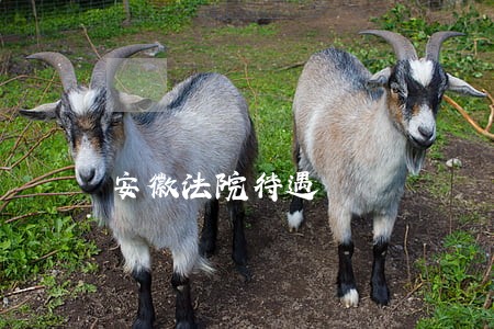 安徽法院待遇 安徽法院待遇