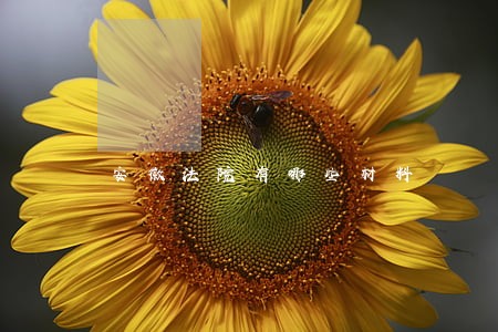 安徽法院有哪些材料