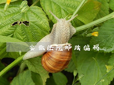 安徽法院邮政编码