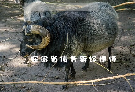安徽省债务诉讼律师 安徽省债务诉讼律师
