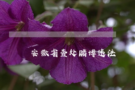 安徽省查处赌博违法