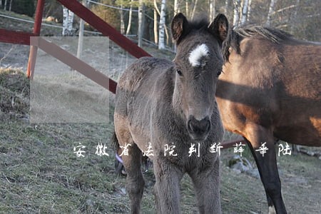 安徽省法院判断薛华陆