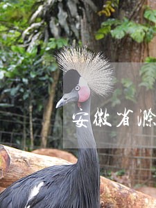 安徽省滁州市拍卖信息