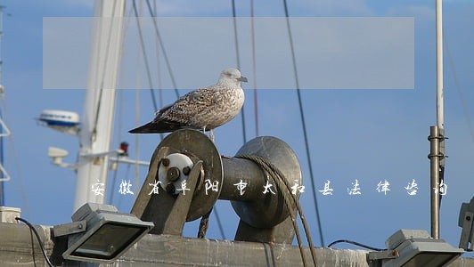 安徽省阜阳市太和县法律咨询