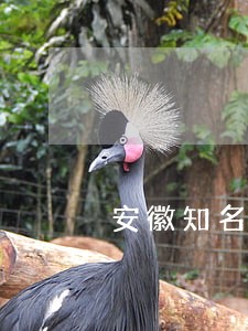 安徽知名刑事案件律师介绍 安徽知名刑事案件律师介绍